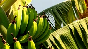 La crise climatique menace la production de bananes et torpille les économies sud-américaines