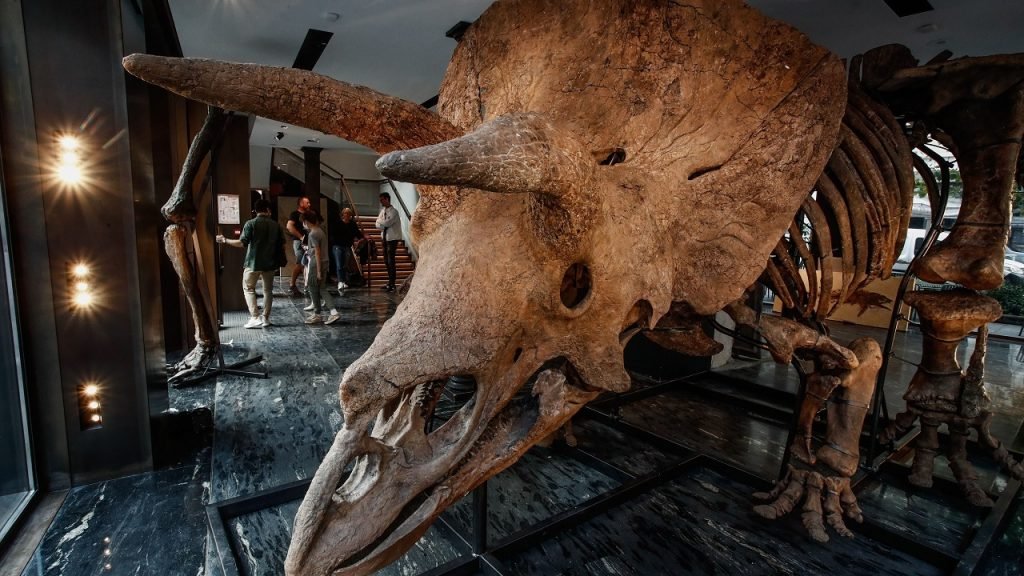 Big John Triceratops Parijs