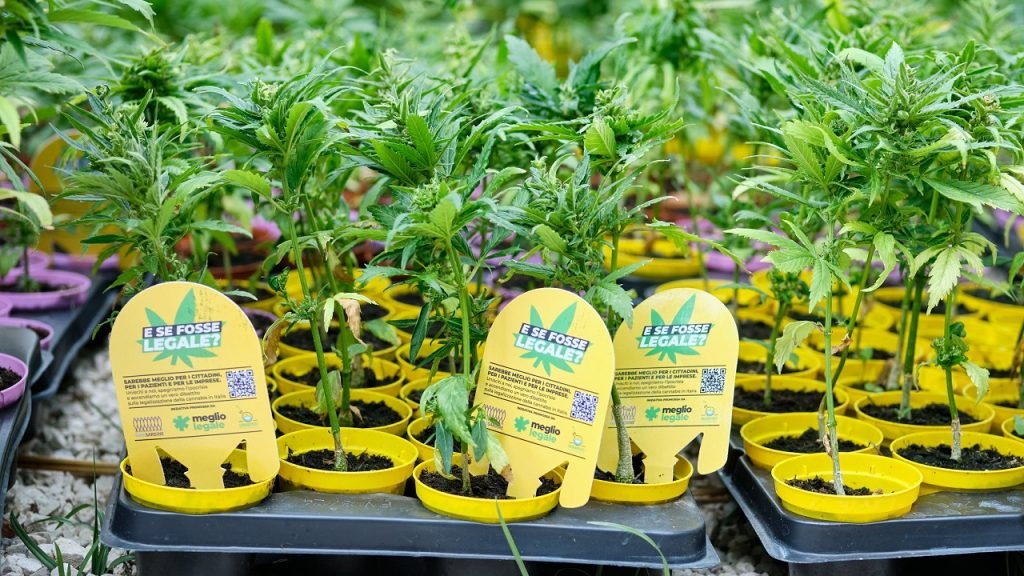 Cannabis Italië legalisering
