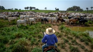 Cerrado in Brazilië nog meer door ontbossing getroffen dan Amazone