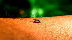 Chikungunya-virus duikt weer op met ook besmettingen in Europa