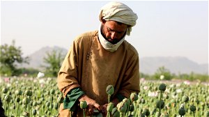Verbod op papaverteelt van taliban kan heroïneverslaafden in Europa tot gevaarlijke alternatieven drijven