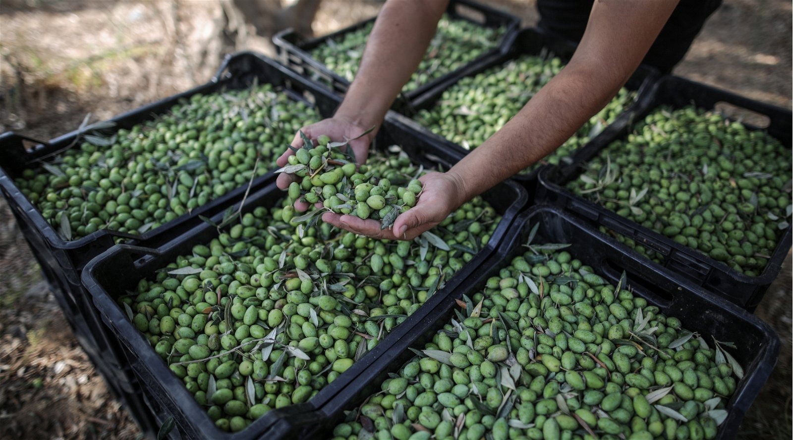 “L’80 per cento dell’agricoltura del sud Italia minacciata dai batteri sugli ulivi”