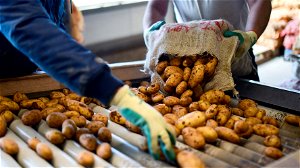 Suikerbieten, aardappelen en cichorei: de veelzijdige krachtpatsers in de biobased economie