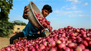 India voert ajuinentaks op export in om voedsel voor eigen bevolking betaalbaar te houden