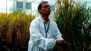 Wil je nog meer genetisch gemodificeerde groenten? Europa bereidt zich voor om lakser te zijn met bepaalde GMO’s