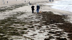 North Sea Farmers over zeewier als grondstof: “Noem maar iets op en er bestaat een zeewiertegenhanger van”