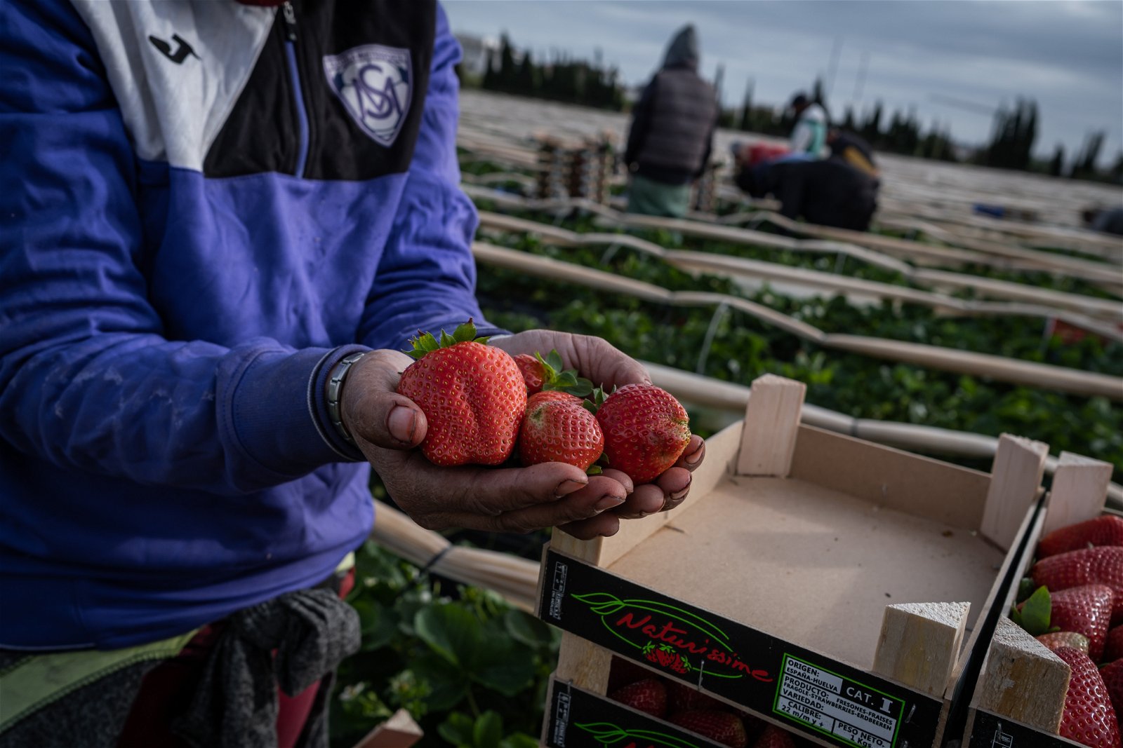 Cómo el boicot a las ‘fresas de sequía’ está llevando a España a la agitación política y medioambiental – Business AM