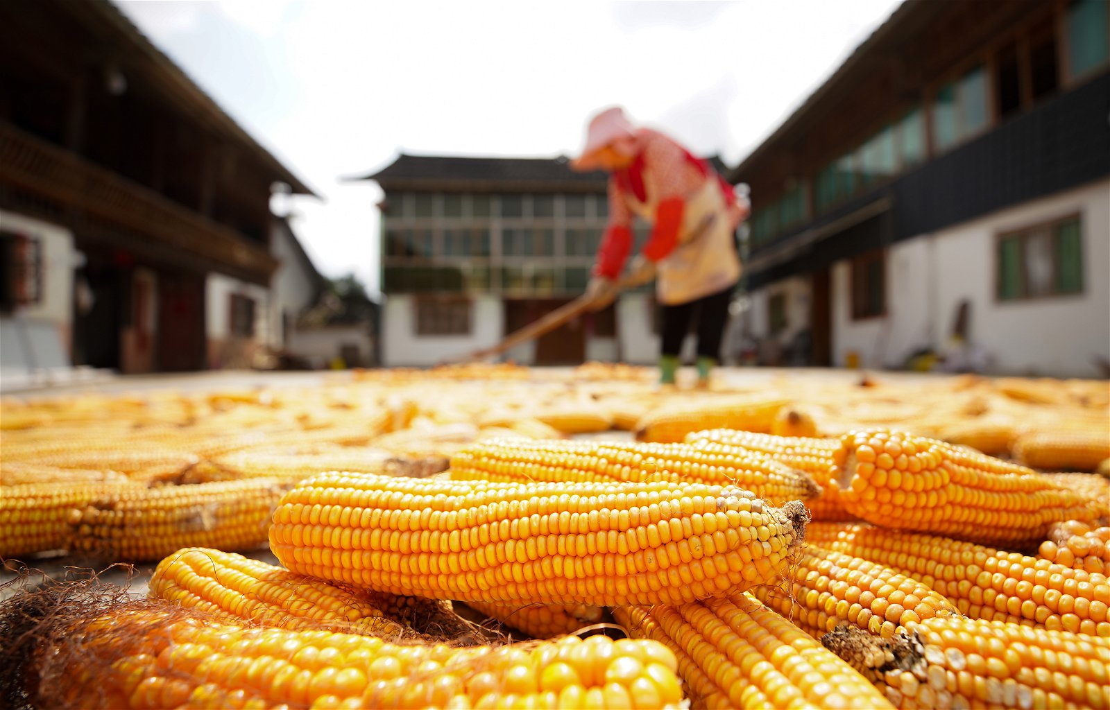 “China must be able to feed its own people”: 170,000 hectares of land were confiscated to achieve food security for the country
