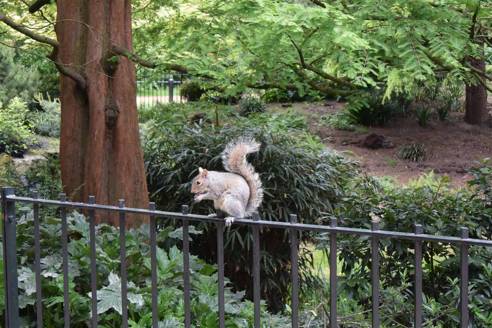Eekhoorn op hek in Hyde Park in Londen