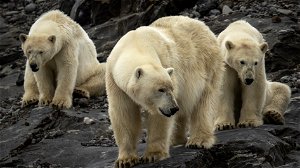 Canadese populatie ijsberen krimpt zienderogen in