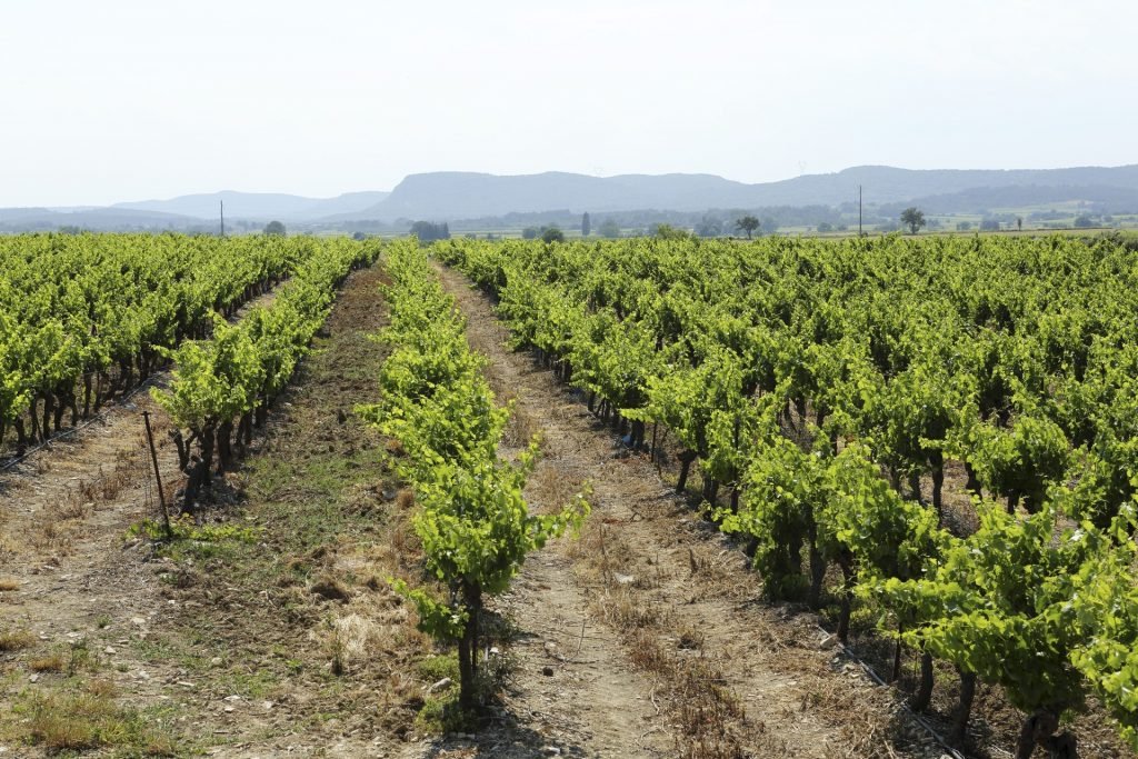 wijngaard Languedoc-Roussillon