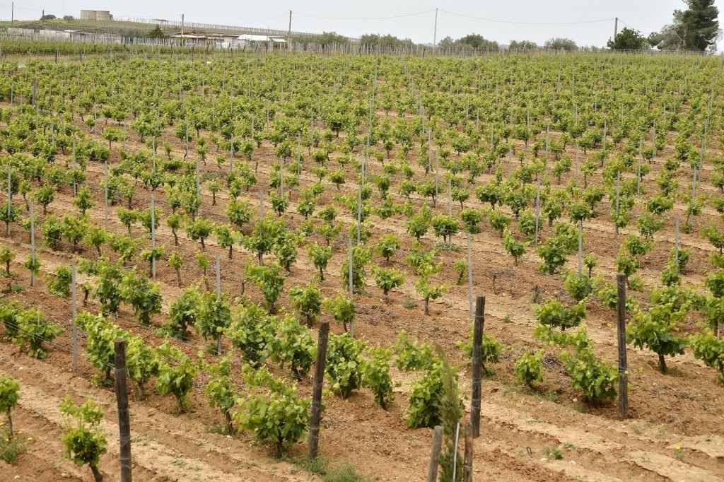 De COS Winery in Sicilië produceert organische wijn