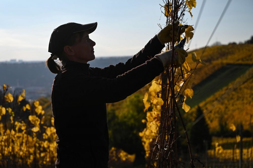 Wijnmaker Sonja Beck knipt wijnstokken op haar wijndomein