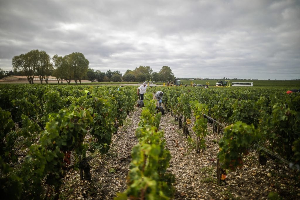 Wijngaard in Bordeaux