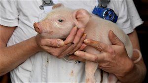 Wetenschappers beweren dat ze het vaccin tegen varkenspest hebben ontdekt