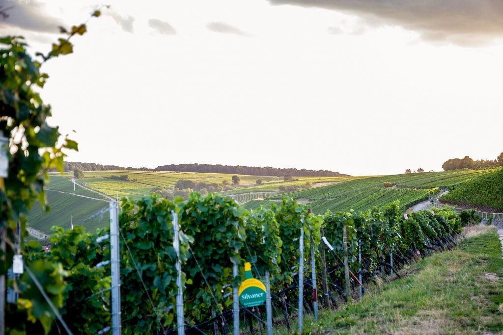 Wijngaarden tussen Nordheim am Main en Volkach, Duitsland