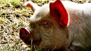 Innovatie uit veiligheidsoverwegingen: Nederlandse luchthaven Schiphol fokt… varkens