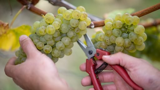 Franconian winegrowers