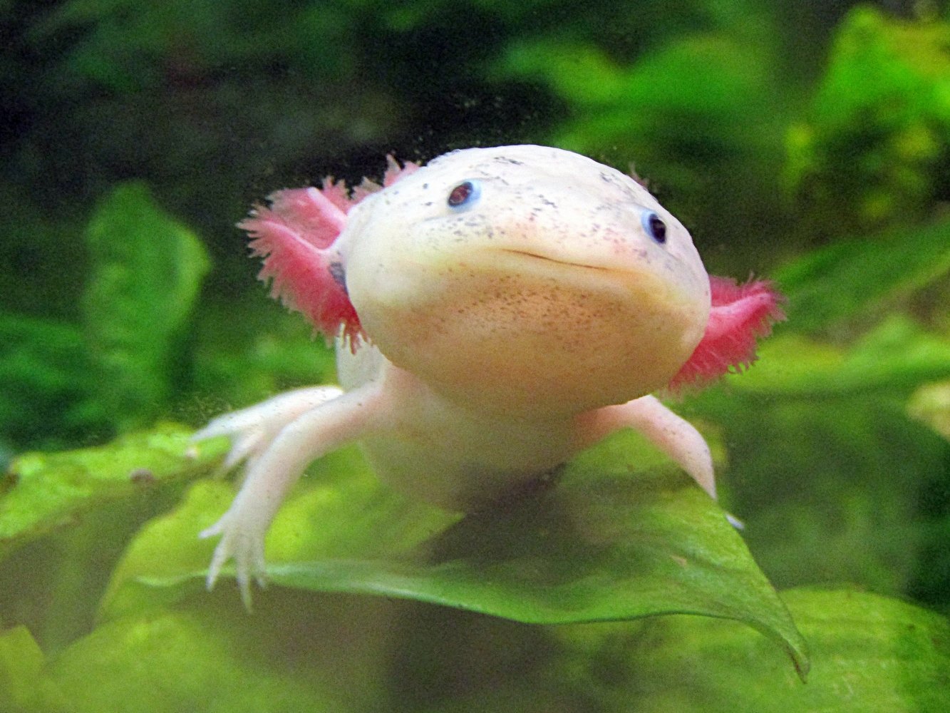 Comment prendre soin d'un axolotl: 10 étapes