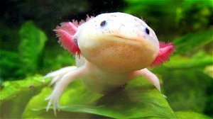 Tout savoir sur l'Axolotl