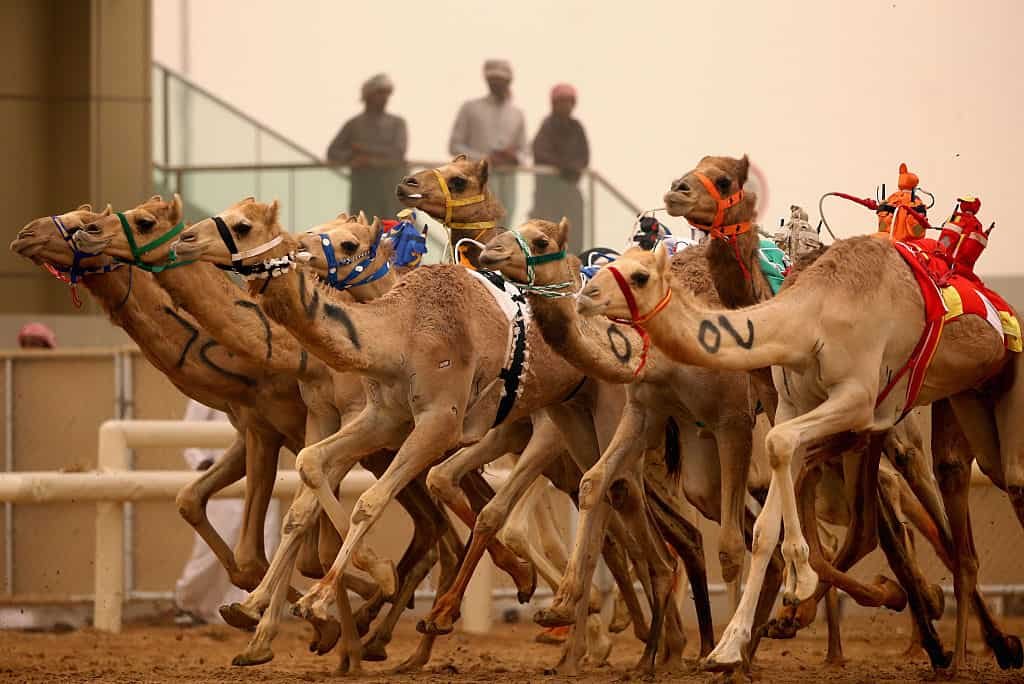 Kamelen racen met robots op hun rug.