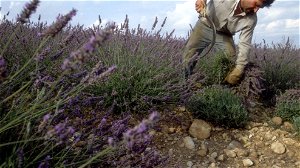 Franse parfumregio ziet toekomst door klimaatverandering bedreigd