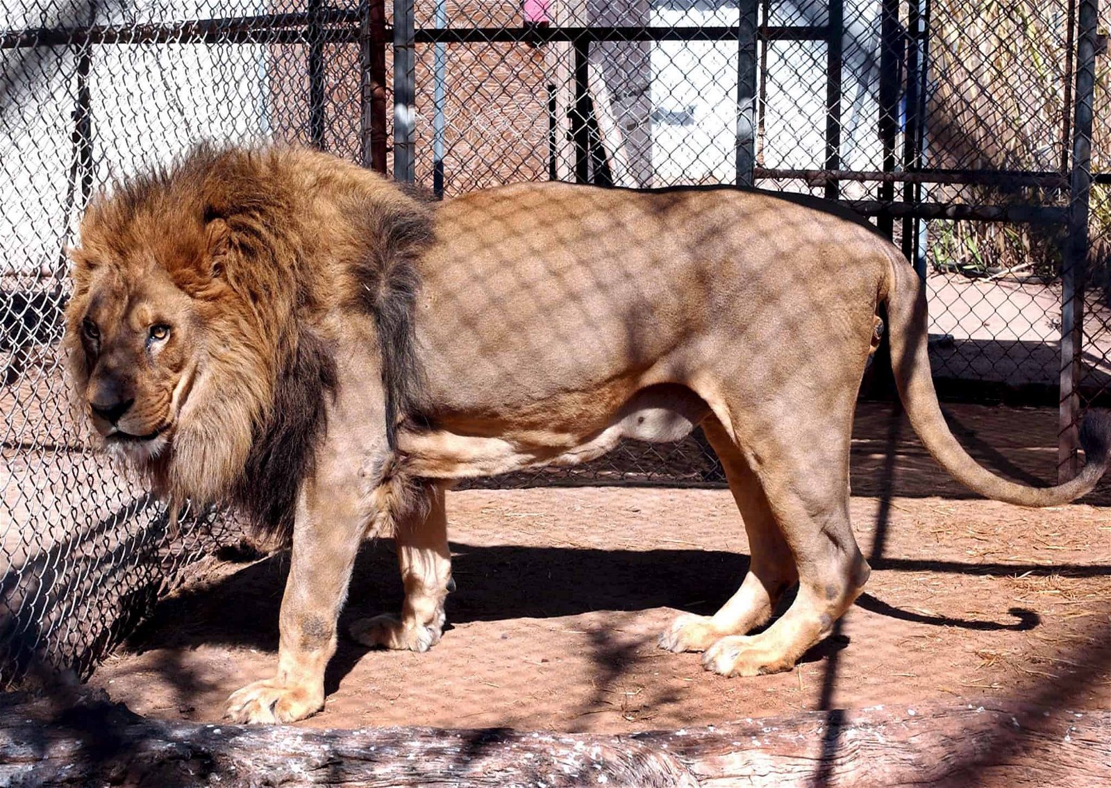 Een leeuw in een kooi