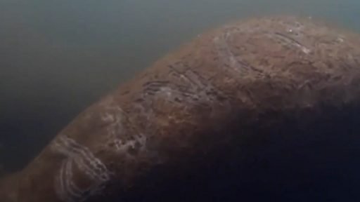 Federal wildlife officials in Florida are reportedly seeking information on the perpetrators of an attack on a manatee, which apparently had the word “Trump” scraped into its back. Florida manatee deaths up 20% as Covid-19 threatens recovery Read more The attack on the animal was reported by the Citrus County Chronicle, which showed a picture of the large aquatic mammal with the name of the US president clearly visible by being etched into its skin. “The US Fish and Wildlife Service is investigating the harassment of a manatee,” the paper said, adding that the manatee had been videoed in the Blue Hole spring, on the Homosassa River in the state. Authorities were appealing for any and all information on who might have assaulted the manatee. Large, gray and docile, manatees are popular attractions in Florida, though their numbers are at risk due to habitat loss and the danger of boat strikes.