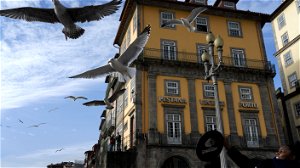 Drones moeten Porto helpen overlast van zeemeeuwen te bestrijden