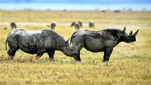 “Rhino Bond”: World Bank investeert 150 miljoen dollar in natuurbescherming