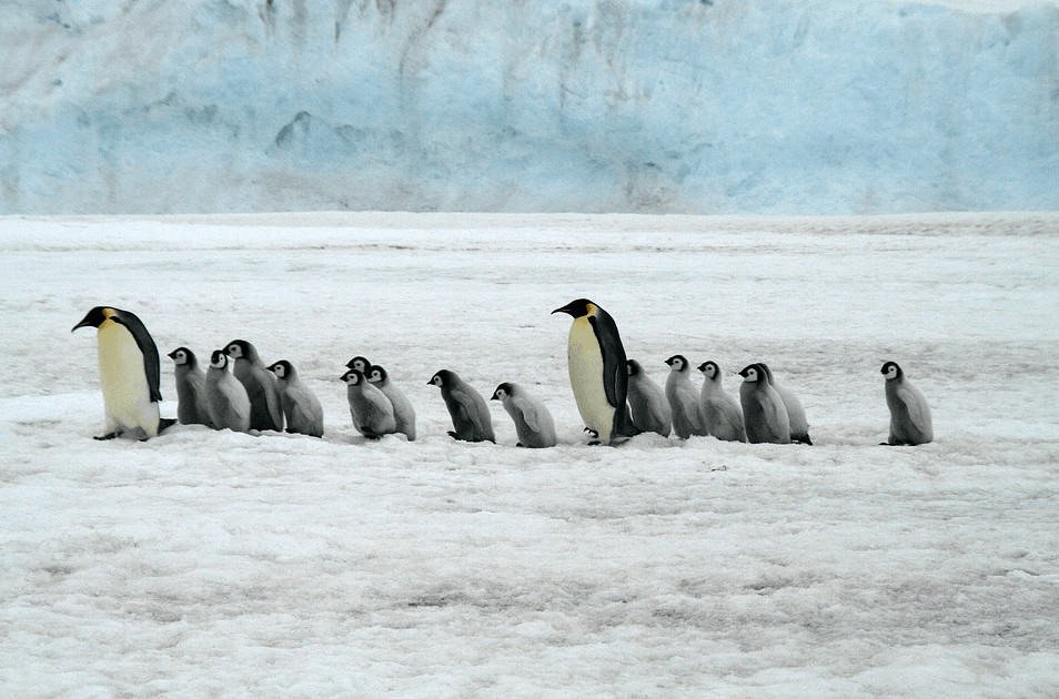 L'influence du réchauffement climatique sur les manchots