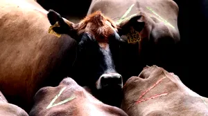Le Royaume-Uni s’inquiète des importations de bœuf américain traité aux hormones