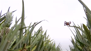 Maleisiërs bouwen drones met ananasbladeren