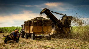 La crise du sucre à Cuba menace la production de rhum