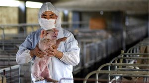 Varkenspest duwt Chinese inflatie naar recordhoogtes