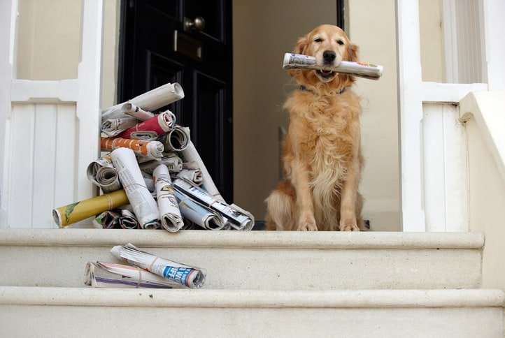 Golden retriever dog sitting at front door holding newspaper