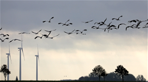 Likje verf is mogelijk simpele oplossing om vogels te beschermen tegen wieken van windmolens