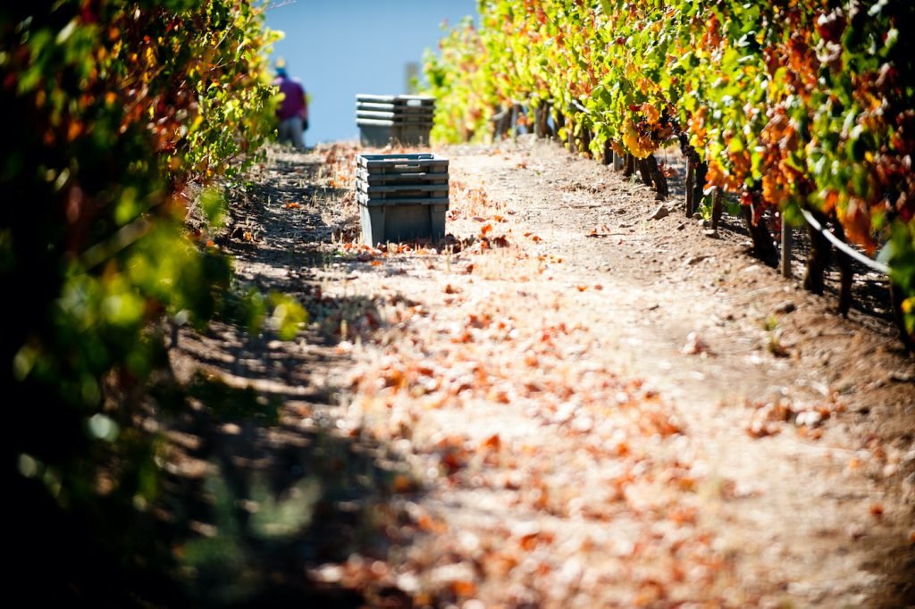 Ontdek dé wijnstreek van Portugal: Alentejo