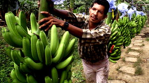 Chiquita ontslaat duizenden mensen in Panama wegens staking bananenarbeiders