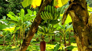 Chiquita trekt zich volledig terug uit Panama en ontslaat ruim duizend werknemers
