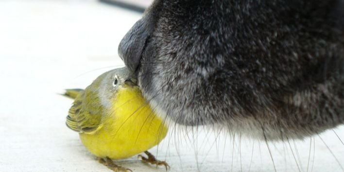 dog meets bird