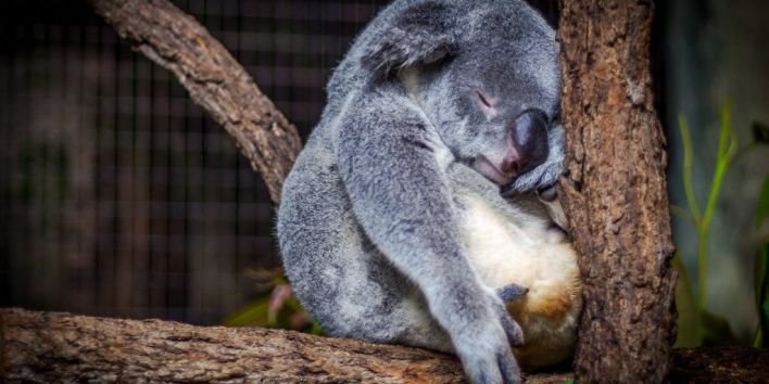 koala-sleep