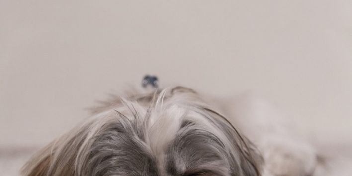 dog-puppy-sleep