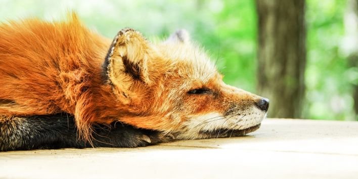 animal-fox sleep