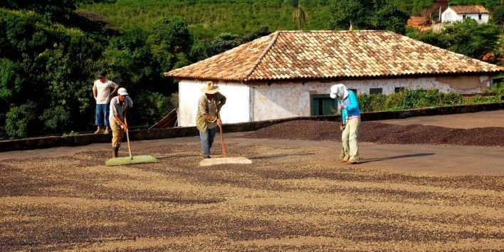 coffee brazil agriculture