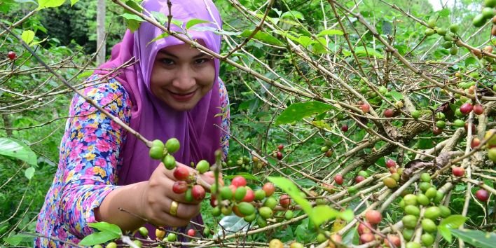 coffe plant agriculture