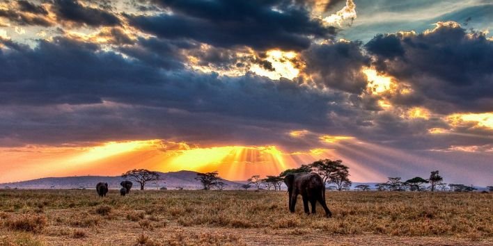 safari africa elephant nature wild