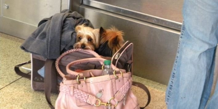 dog travel plane bag