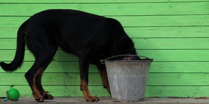 dog drink bucket thirsty
